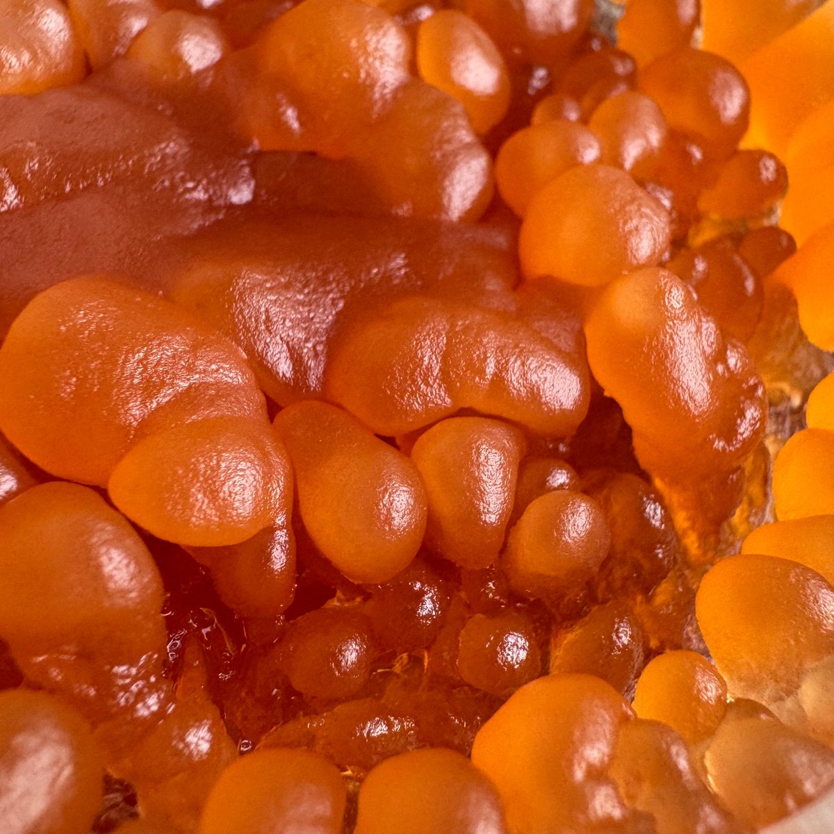 D. Allan Drummond Art tweet media