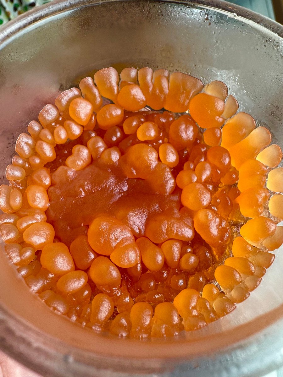 Made a cocktail for my wife and she put it in the freezer, inadvertently creating a new superorganism please hel—*glurk*