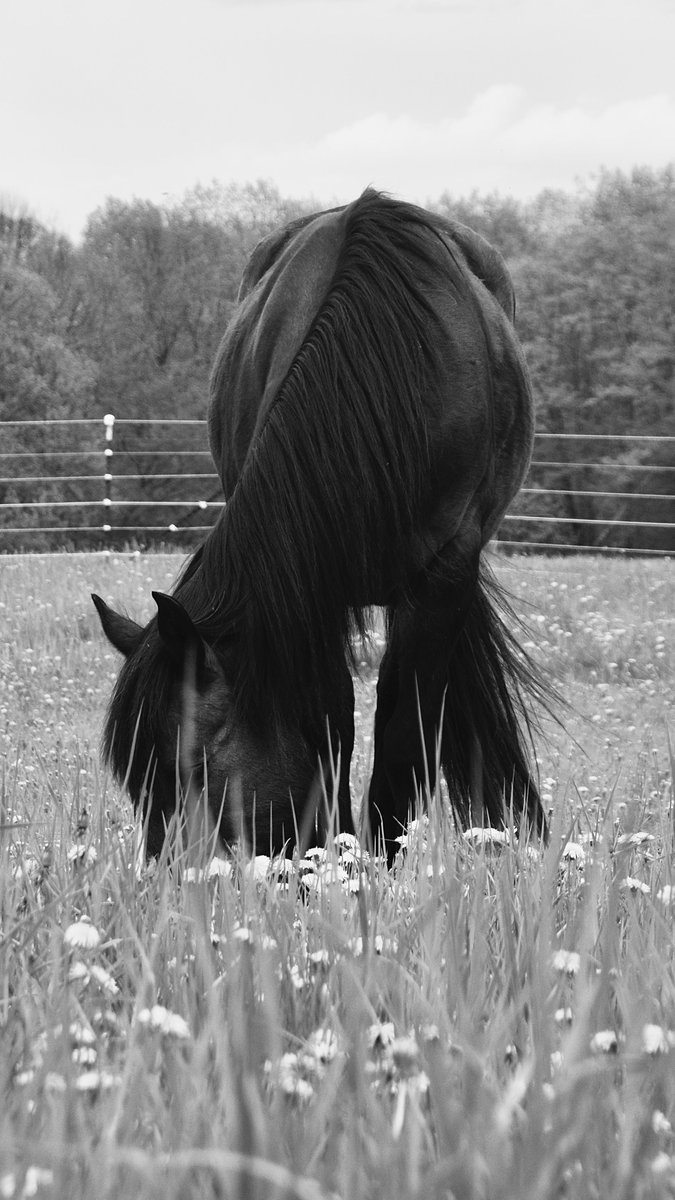 PhotosBySamuel's tweet photo. Amigo.

#Horses #Mustang #NikonPhotography https://t.co/DgVvZdKiIM