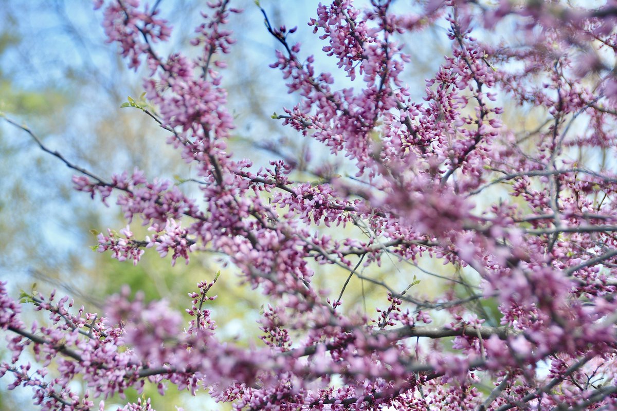 PhotosBySamuel's tweet photo. Eastern Redbud blossoms.

#Flowers #FlowersOfWisconsin #Nature #NikonPhotography https://t.co/qJDkS6WwWb