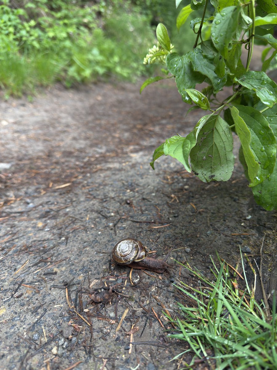 abbiegailt's tweet photo. Spring mornings 🐌 🪺 https://t.co/cSQhZIrbXh