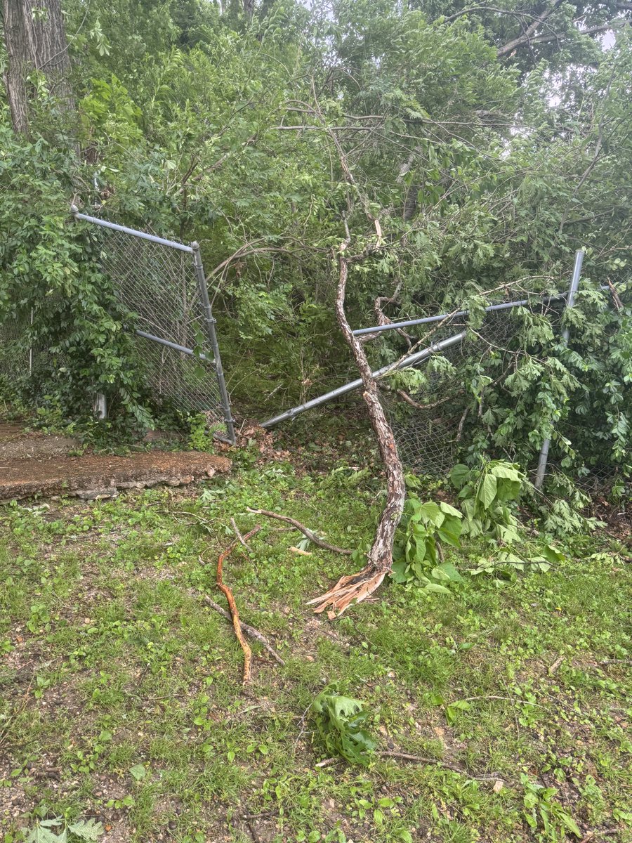 OpenDoorAnimals's tweet image. It got scary for a moment—a tree took out a fence and power line in our dog yard! No power, phones, or internet, but all animals and humans are safe. Help us rebuild the fence:
odas.org/donate
#stlweather  💨