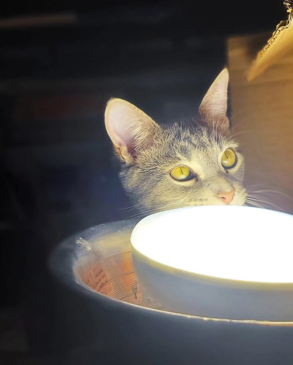 OpenDoorAnimals's tweet image. It got scary for a moment—a tree took out a fence and power line in our dog yard! No power, phones, or internet, but all animals and humans are safe. Help us rebuild the fence:
odas.org/donate
#stlweather  💨