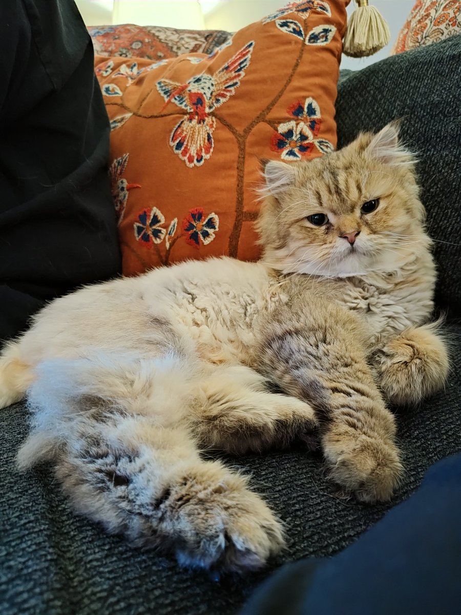 k_guarez's tweet image. Amazing news! My sister's foster cat, Teddy, has been adopted! 🫶🏼🩵🥰 He goes to his new forever home on Sunday. #OPLive #OPNation #Reelz #adoptdontshop