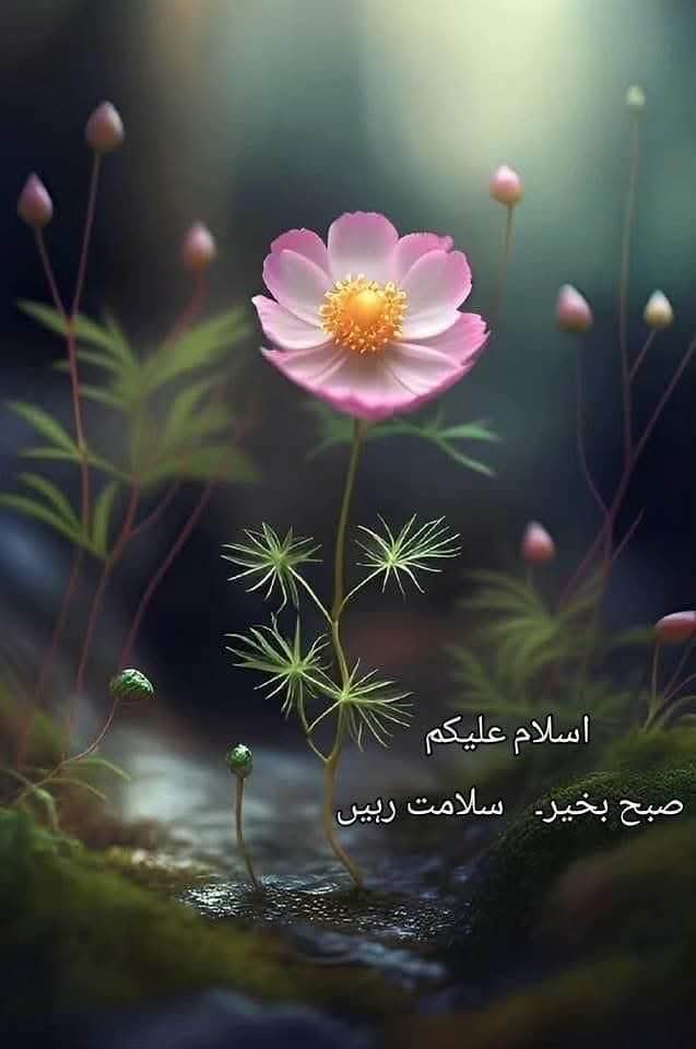 Muhammad Shahid Waseem tweet media