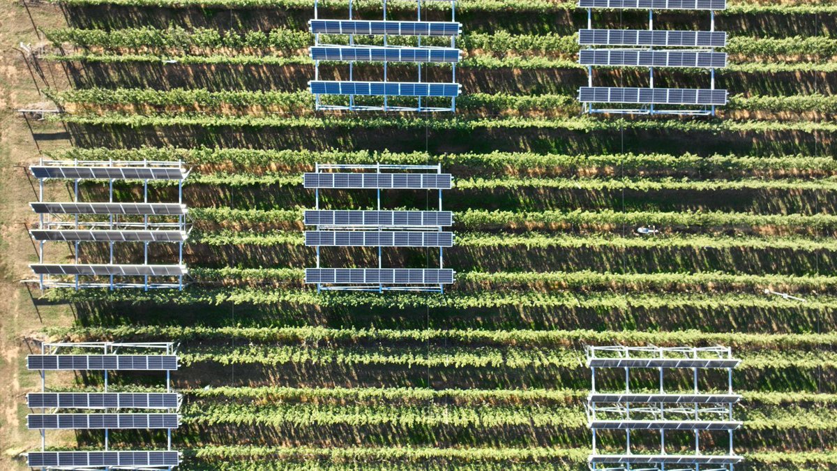 Drs Ian Goodwin &amp; Alessio Scalisi, Agriculture Victoria share findings from a four-year agrivoltaics experiment at the Tatura SmartFarm, Panels Over Pears. This research is among the first to deliver results on the impacts of solar panels over fruit crops. buff.ly/LzfDZp0