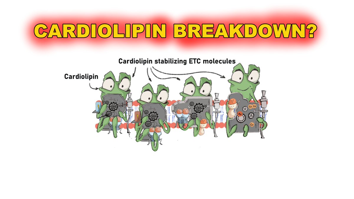 Unlocking Energy: How Cardiolipin Affects Mitochondrial Health youtube.com/live/B1zdIVZuD… via <a href="/YouTube/">YouTube</a>