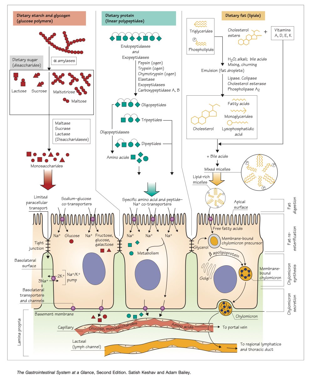 Digestion of carbohydrates, proteins and fats 💡 #4KMedEd