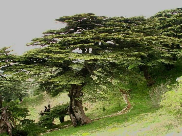 Bsharri, the Sacred Cedar Forest of Holy Lebanon. 🇱🇧🙏

Where beauty is abundant and people are blessed. 

The name is likely derived from Beit Ishtar, or House of Ishtar in Phoenician. 

The area is most likely the one referenced in the Epic of Gilgamesh (tablets 4-6), as its