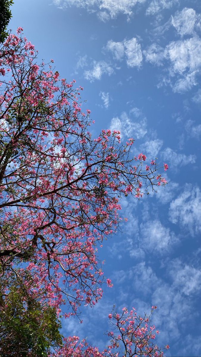 Gönlümde bahar açtı çiçekler gibi.