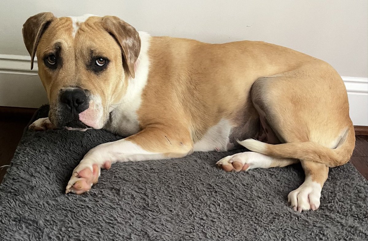 Honey needs lots of positive thoughts!
Rescued from an outdoor pen with double leg birth defects, Honey has been shut down, too scared to walk &amp; only wanting to eat &amp; potty in darkness.
She just arrived at the Coop to see if the pack would help.
She reminds mom of Sammy 🥹.
Mom