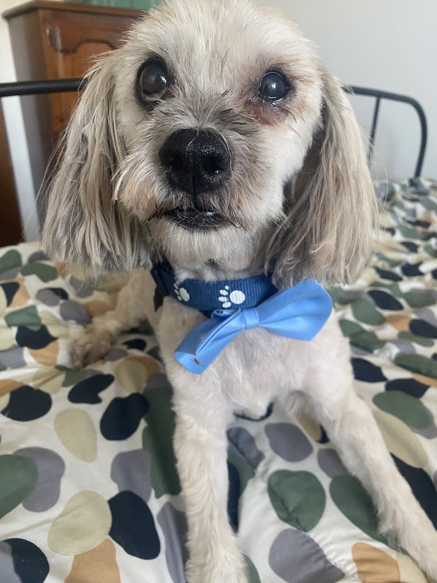 Check me out! I’m fit, fresh and fabulous!  #dogsofX  #feelinggood #spaday