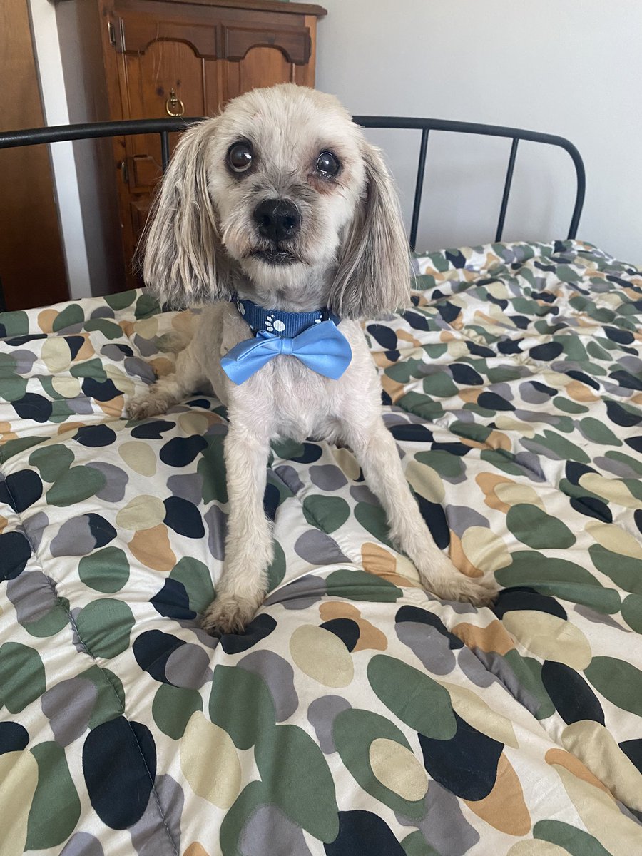 Hamish in Hamilton 🦴🐾🇨🇦 tweet media