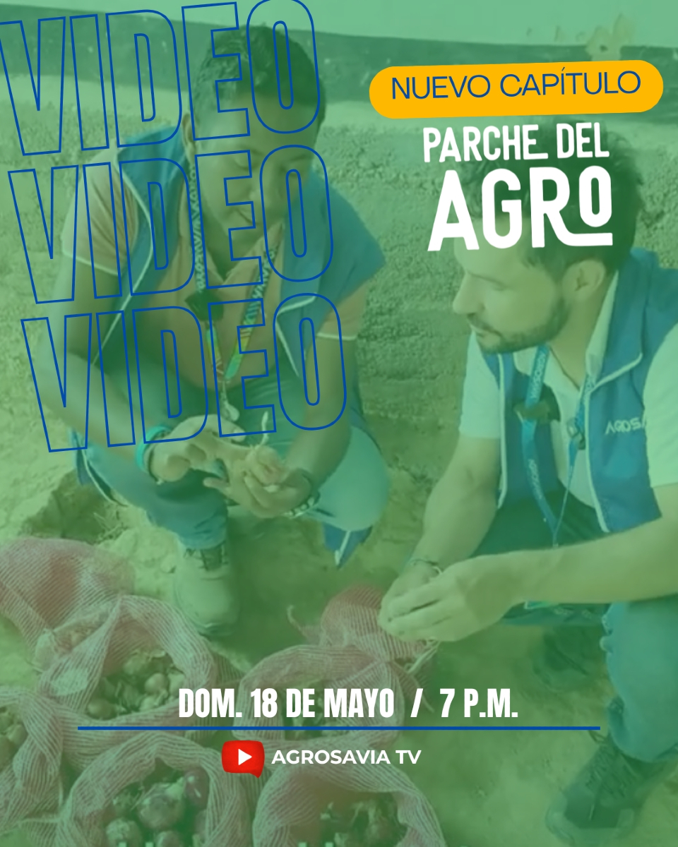 🧅 Hay cultivos que alimentan más que el cuerpo... nutren la identidad de un pueblo.
Este domingo 18 de mayo, a las 7:00 p. m., estrenamos un nuevo capítulo de #ElParcheDelAgro:
“La Cebolla Ocañera: El Oro Rojo que une ciencia y tradición” – Parte 1.

Desde Ocaña, te llevamos al