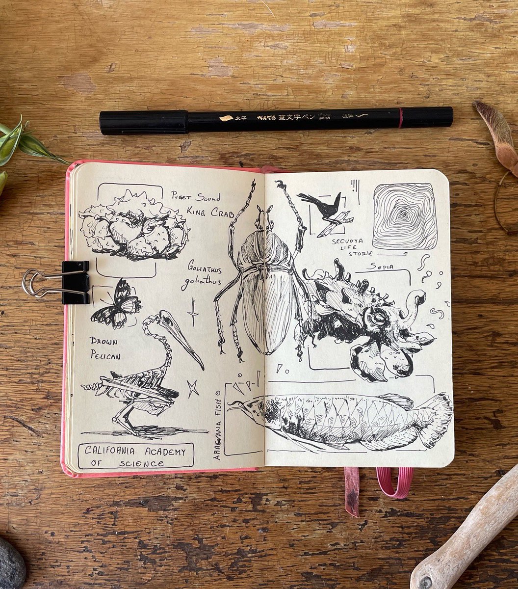 icarus_pal's tweet photo. Recuerdan mi visita a San Francisco hace un tiempo? 
Esta es la página de sketchbook que hice en la Academia de las Ciencias ✺✺✺ 10/10 Te reciben con dinosaurios y tienen sepias vivas 🐙 ✨  El simulador de terremotos si da cosa https://t.co/t5021KppIe