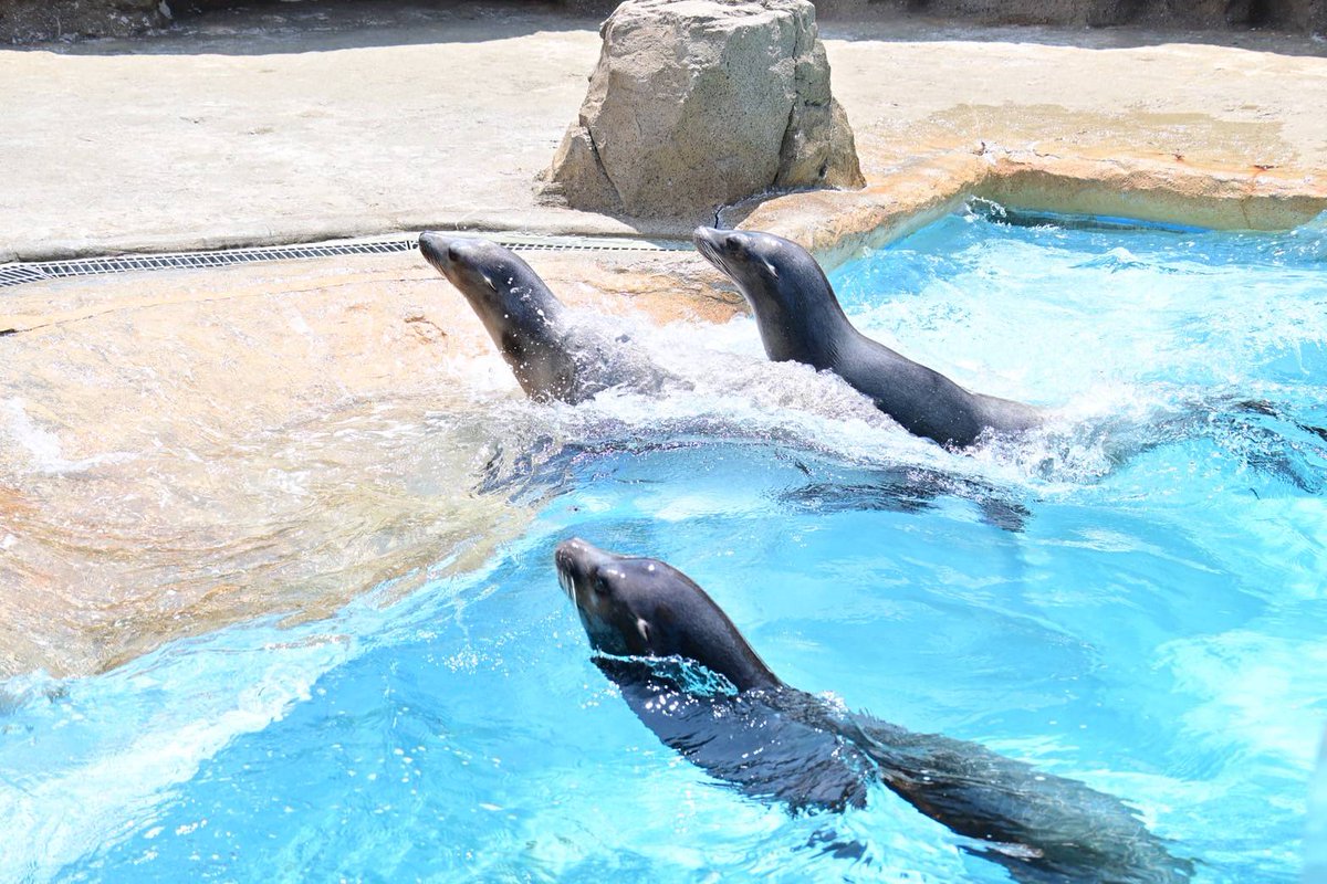 marine_uminaka's tweet image. アイ・アキに続いて、
『レン』もかいじゅうアイランドへ移動してきました！
5月の後半から7月にかけて、アシカの繁殖シーズンに入ります。

アイ、アキとレンのお見合い…上手くいきますように…🙏
#マリンワールド