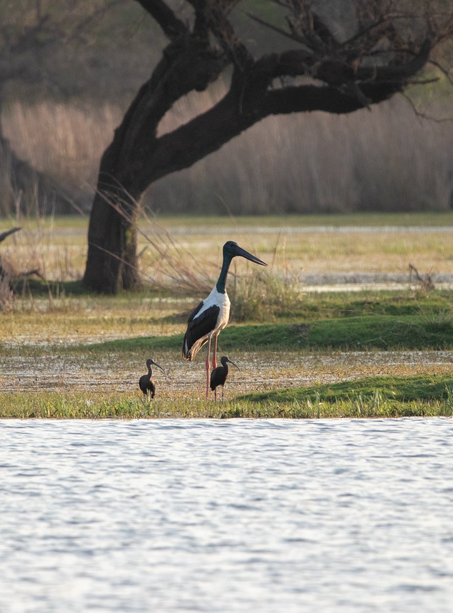 mridul_1995's tweet photo. Keoladeo Ghana National Park.
.
Bharatpur, Rajasthan. https://t.co/HfCBYzyBiP