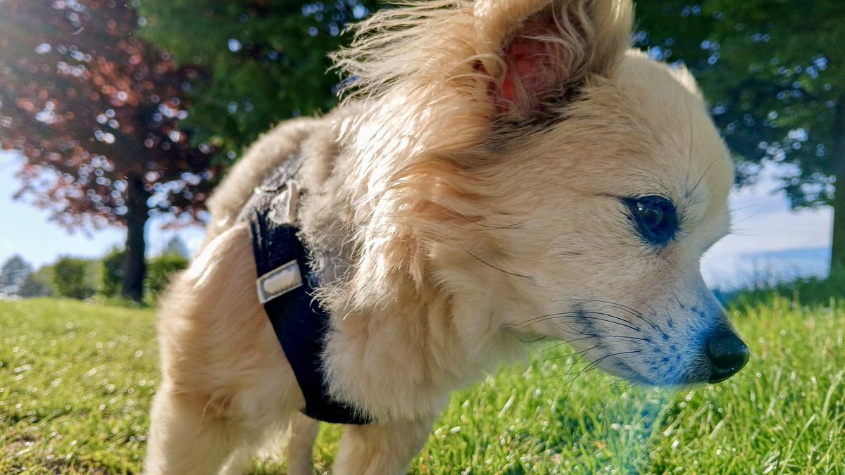 TheDanielGrothe's tweet image. Please consider helping us if you can. Thank you 🫶

danielgrothe.at/help-mikeys-he…

gofund.me/46b0b4fb

#gofundme #gofundmecampaign #doglover #doglife #dogrescue #mikey #help #helpus #thankyou #thankyouforyoursupport #share #animals #petlovers #Pets #donate #chihuahua