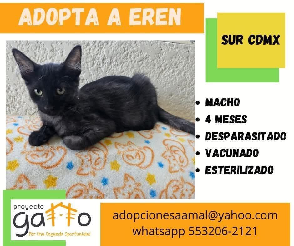 proyecto_gatto's tweet photo. @lagateria Hoy puedes cambiar la vida de alguno de estos hermosos… solo date la oportunidad de conocerlos… seguro que alguno se robará tu corazón… a cuál te vamos a presentar??? … #porunasegundaoportunidad #miaufest #cats #cat #catlover #adoptanocompres #gatosdeinstagram #rt https://t.co/48MW6IplZN