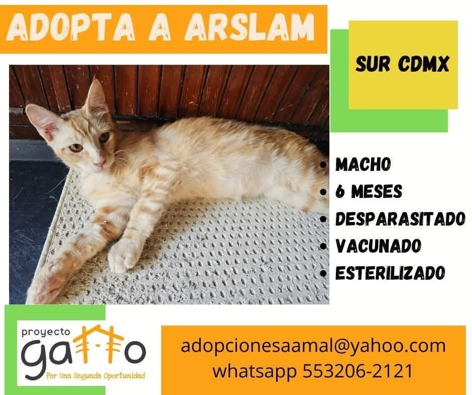 proyecto_gatto's tweet photo. @lagateria Hoy puedes cambiar la vida de alguno de estos hermosos… solo date la oportunidad de conocerlos… seguro que alguno se robará tu corazón… a cuál te vamos a presentar??? … #porunasegundaoportunidad #miaufest #cats #cat #catlover #adoptanocompres #gatosdeinstagram #rt https://t.co/48MW6IplZN