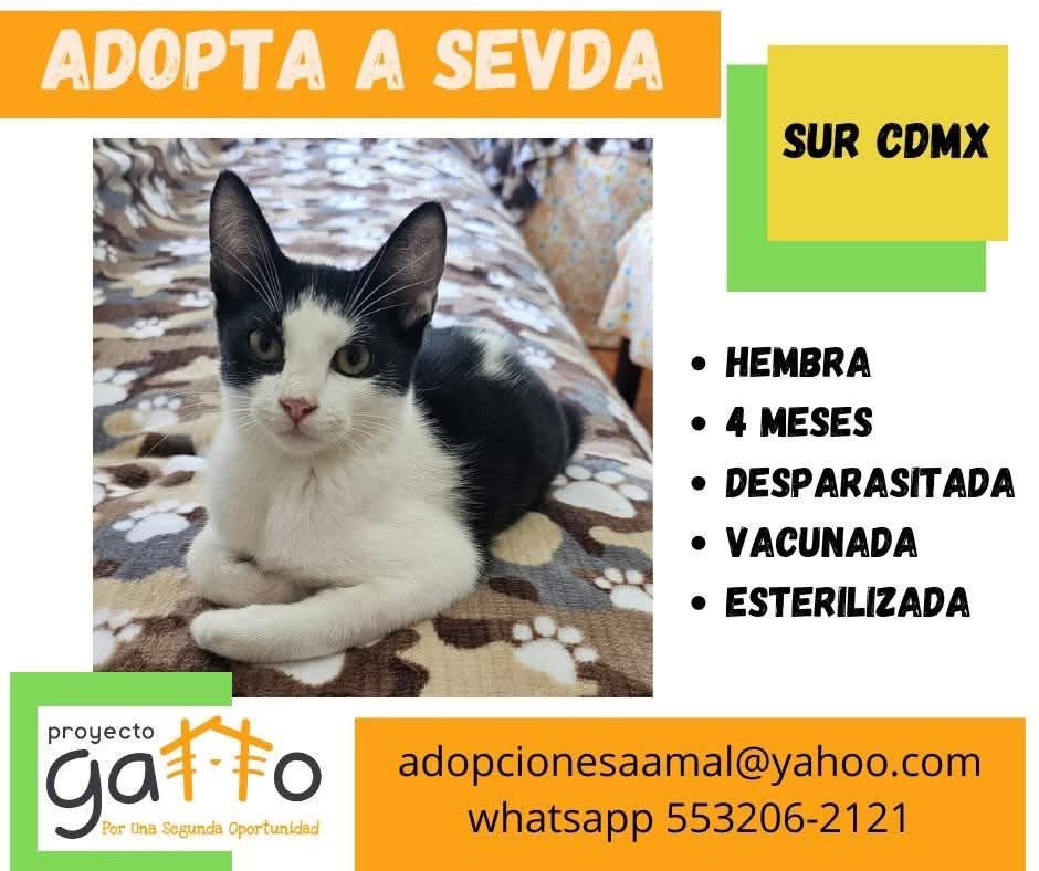 proyecto_gatto's tweet photo. @lagateria Hoy puedes cambiar la vida de alguno de estos hermosos… solo date la oportunidad de conocerlos… seguro que alguno se robará tu corazón… a cuál te vamos a presentar??? … #porunasegundaoportunidad #miaufest #cats #cat #catlover #adoptanocompres #gatosdeinstagram #rt https://t.co/2J3CGL03CC