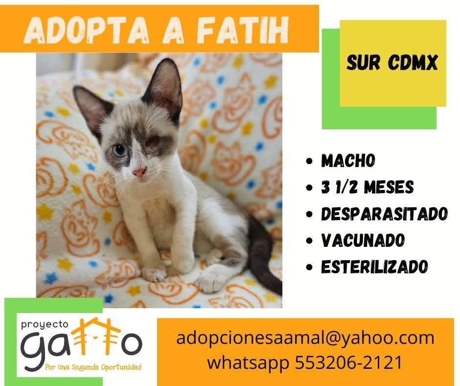 proyecto_gatto's tweet photo. @lagateria Hoy puedes cambiar la vida de alguno de estos hermosos… solo date la oportunidad de conocerlos… seguro que alguno se robará tu corazón… a cuál te vamos a presentar??? … #porunasegundaoportunidad #miaufest #cats #cat #catlover #adoptanocompres #gatosdeinstagram #rt https://t.co/2J3CGL03CC