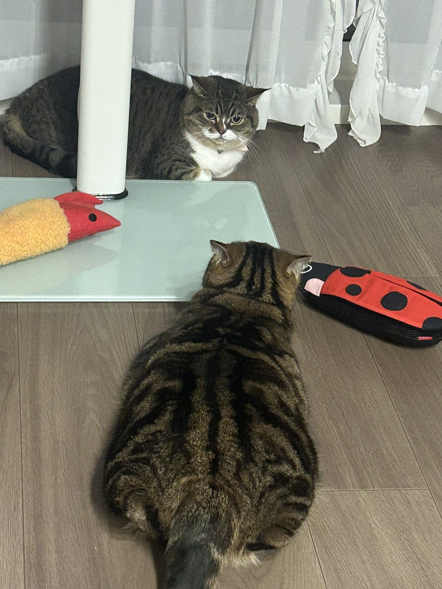ねこたん日記 tweet media