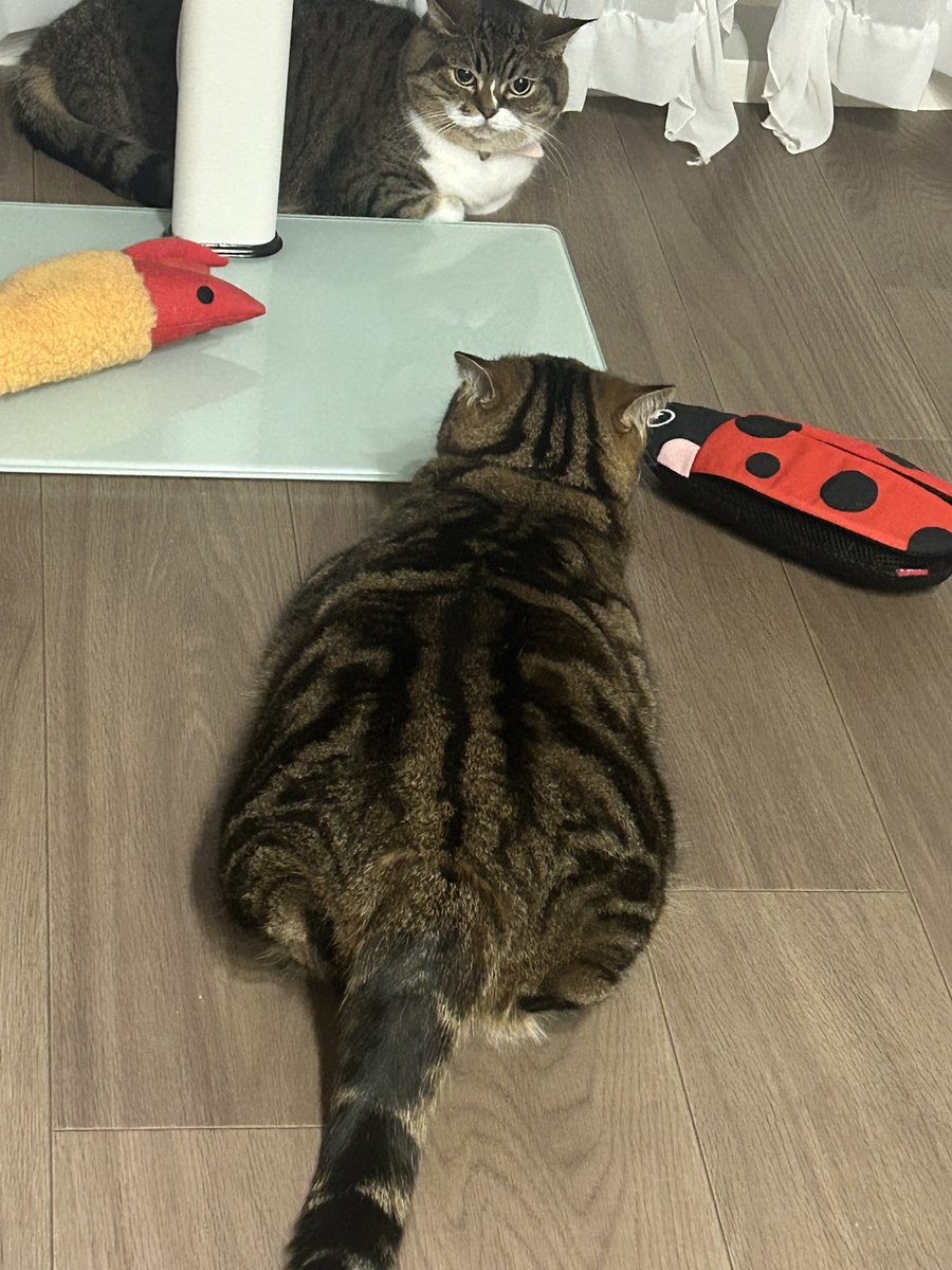 ねこたん日記 tweet media