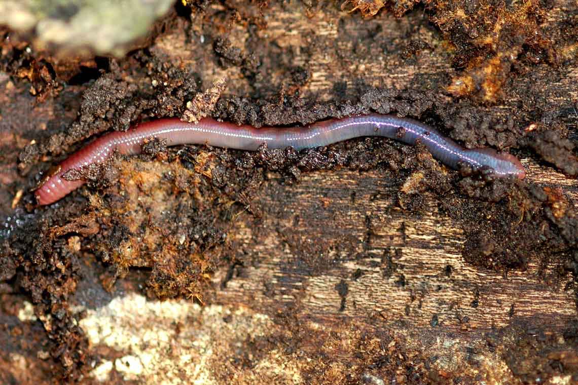 Worms. Where do they think they’re going?