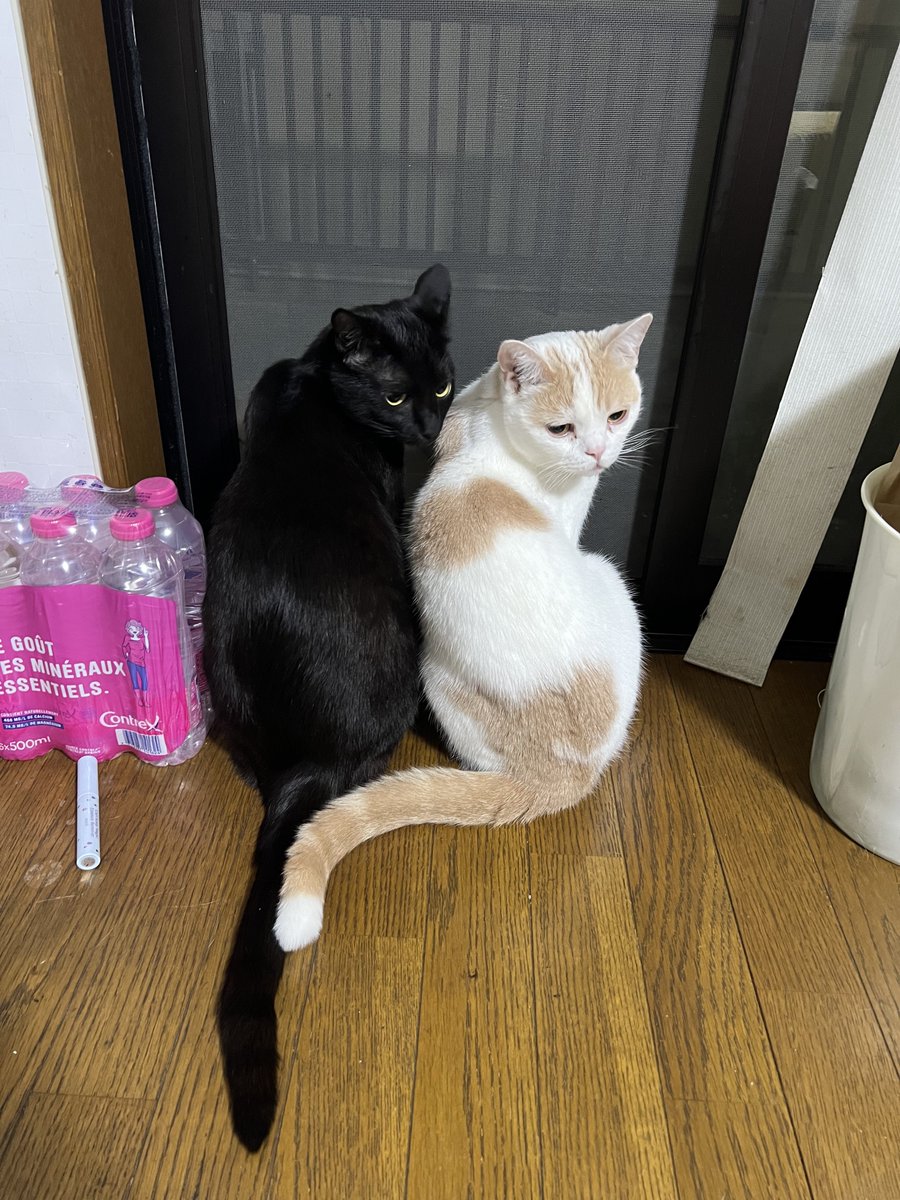 a2c_c2b's tweet photo. 網戸越しに外の世界を確認中。
その後「まだちゅーる残ってたっけ？」という会話に反応する2人^_^
#スコティッシュフォールド 
#黒猫
#ピノくんとクーちゃん
#猫好きさんと繋がりたい https://t.co/BUneeqwHy0