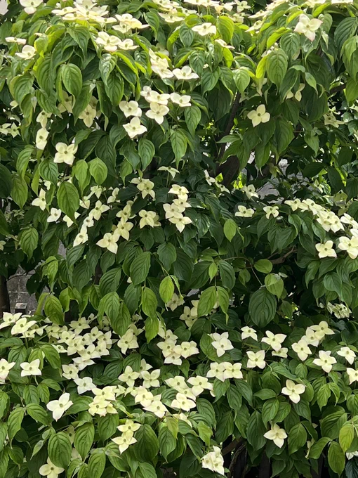 おはようございます。雨です。せっかく山法師が開いたけど、雨でうなだれちゃうかな。こっちに来る猫。 
