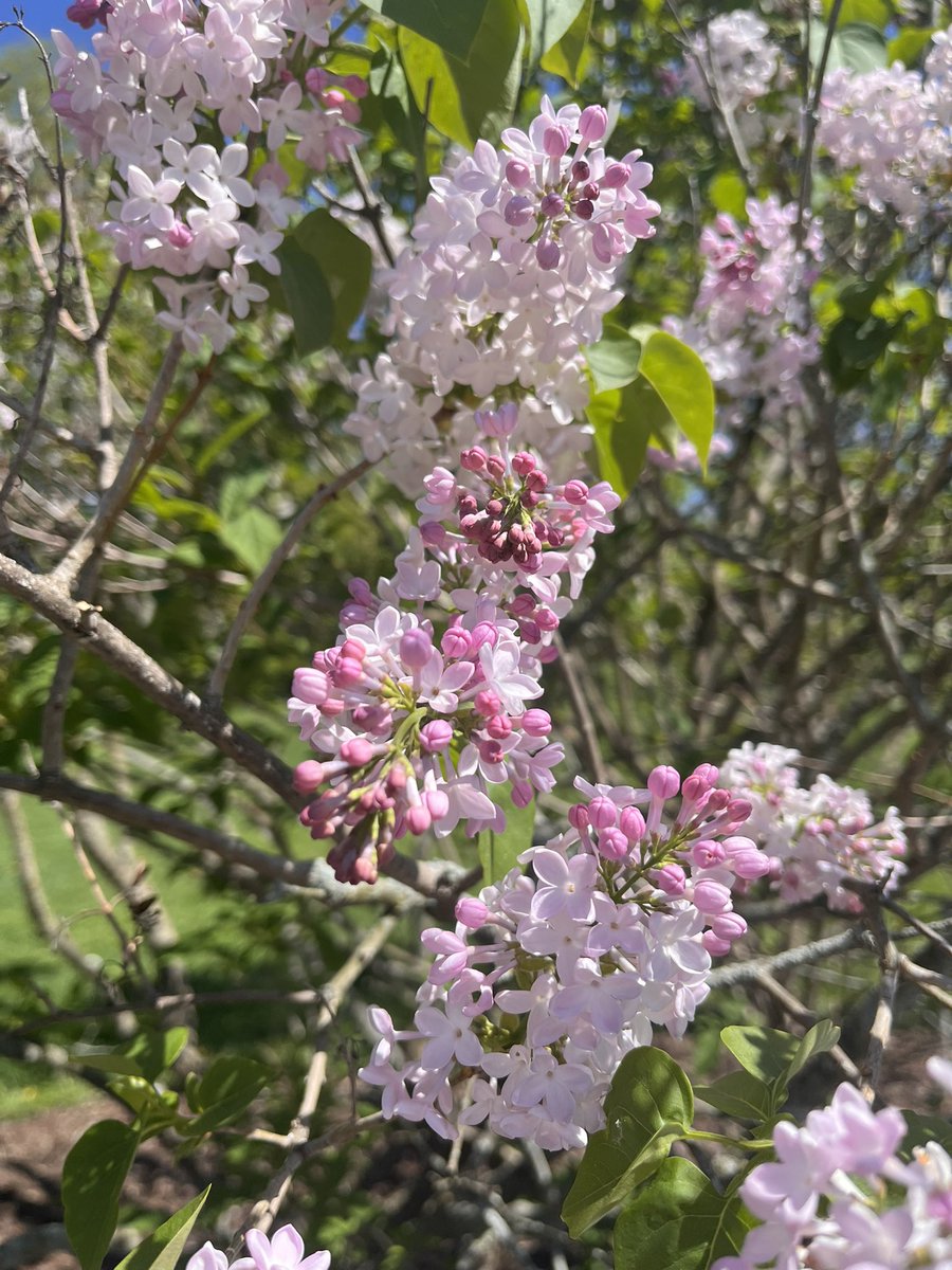 <a href="/RBGCanada/">Royal Botanical Gardens</a> a beautiful day to enjoy the lilacs at Arboretum
