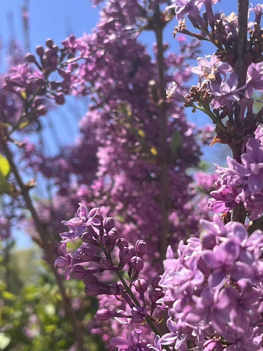 ziggywlb's tweet photo. @RBGCanada a beautiful day to enjoy the lilacs at Arboretum https://t.co/mL6qdNdVF2