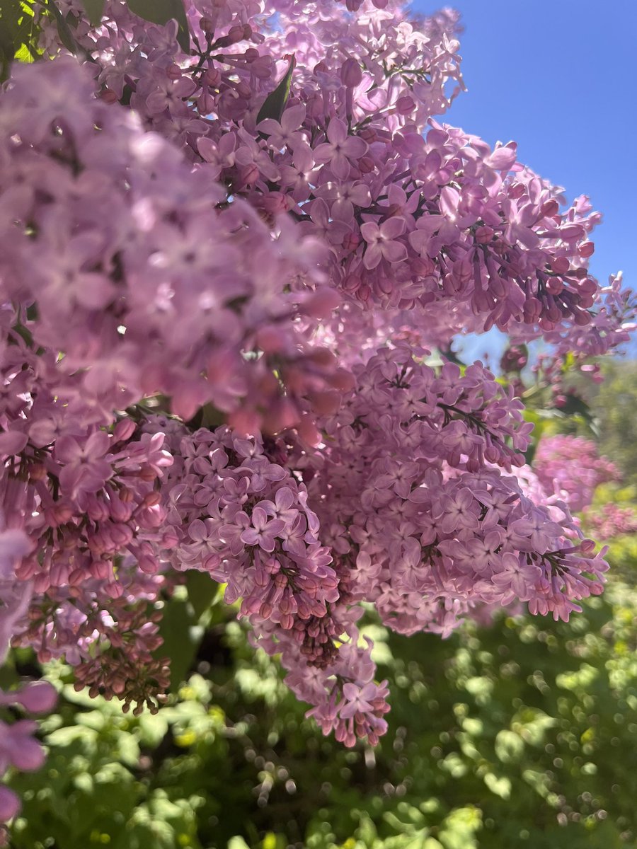 ziggywlb's tweet photo. @RBGCanada a beautiful day to enjoy the lilacs at Arboretum https://t.co/mL6qdNdVF2