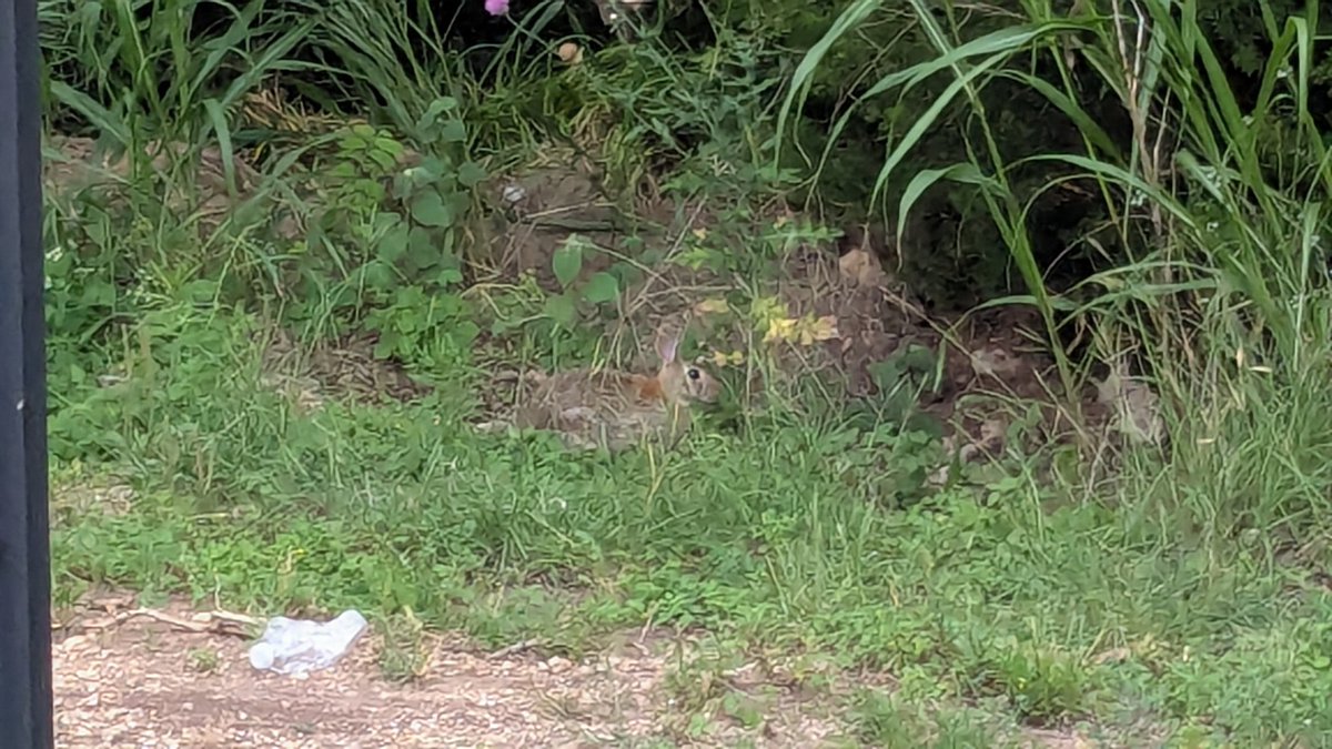 BUNNYYY SPOTTED!!!!!!