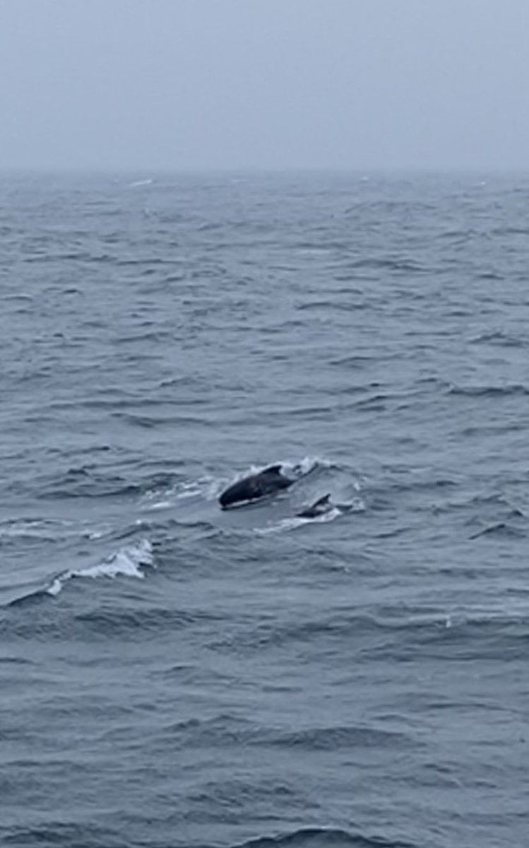 Cloughlinvt's tweet image. Beautiful sighting of a pod of pilot whales and a few calf’s passing close by while we were doing our deepest CTD cast in the Iceland Basin on the Rockall Trough transect!! 

#ce25007