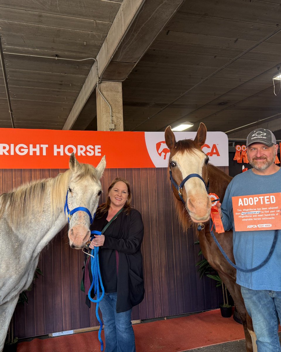 We're still riding high after the ASPCA Right Horse Program 🐴 hosted our LARGEST equine adoption event to date! 🥳We sponsored stalls for 33 adoptable equines, and all of them were adopted or had interest by the end of the weekend! Learn more here: bit.ly/3n2oz3p