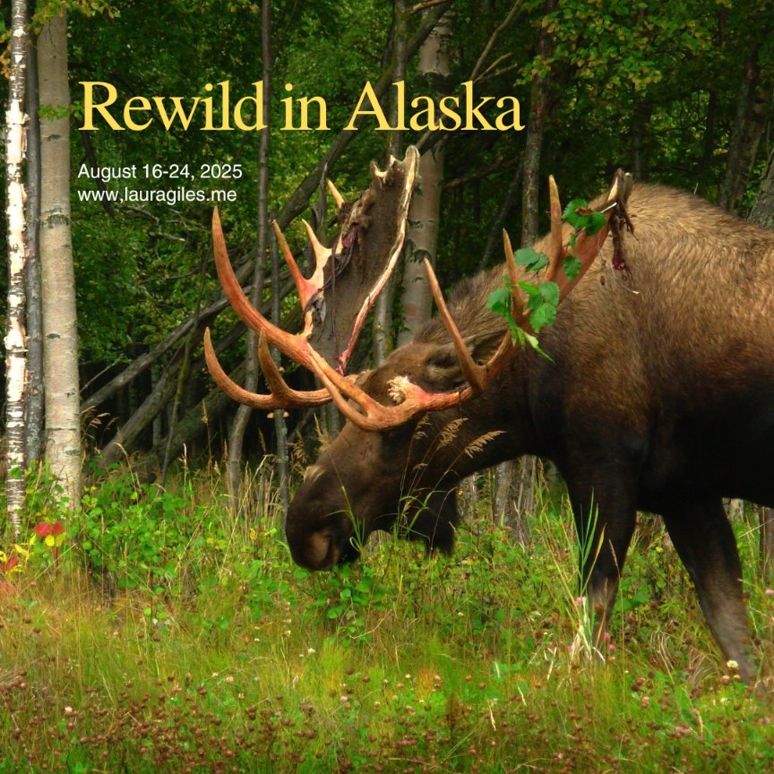 LauraGiles804's tweet photo. Alaska is on everybody's bucket list, isn't it? 
Is it time to go?...
Come with! https://t.co/zz4n8cRgG2