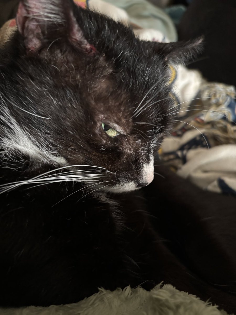RavenZech2's tweet photo. I think I better sleep with one eye open tonight #FatCharlie https://t.co/9MLSpysScw