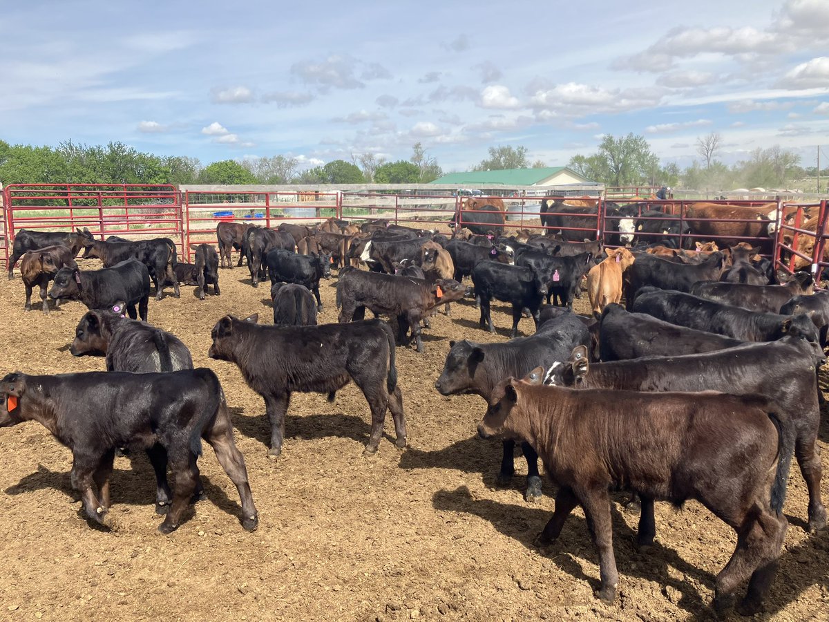LyleB86419's tweet image. Branding day and the wind suuucked. An old fart like me sure appreciated the vets hydraulic calf table.