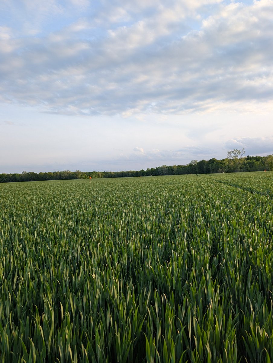 Beauty night for another <a href="/GreatLakesYEN/">Great Lakes Yield Enhancement Network</a> sample