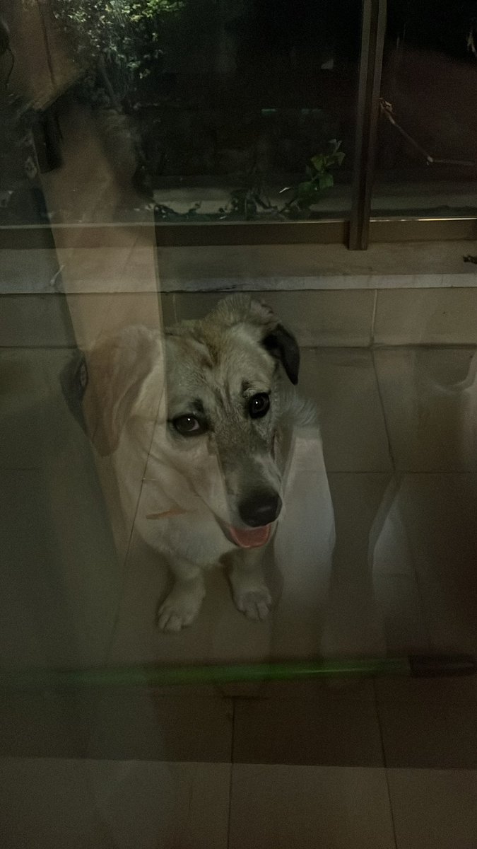 ya sokakta buldum tasmasi vardi uzuldum eve aldim balkonda bakiyorum yemek ve su verdim kedim oldugu icin yarin veterinere gidip cipi varsa sahibine vericem ekmek yiyen kopege benziyo cok tatli amk yaninda oturuyorum kac saattir ben gidince uzuluyo bugun balkonda uyuyorum