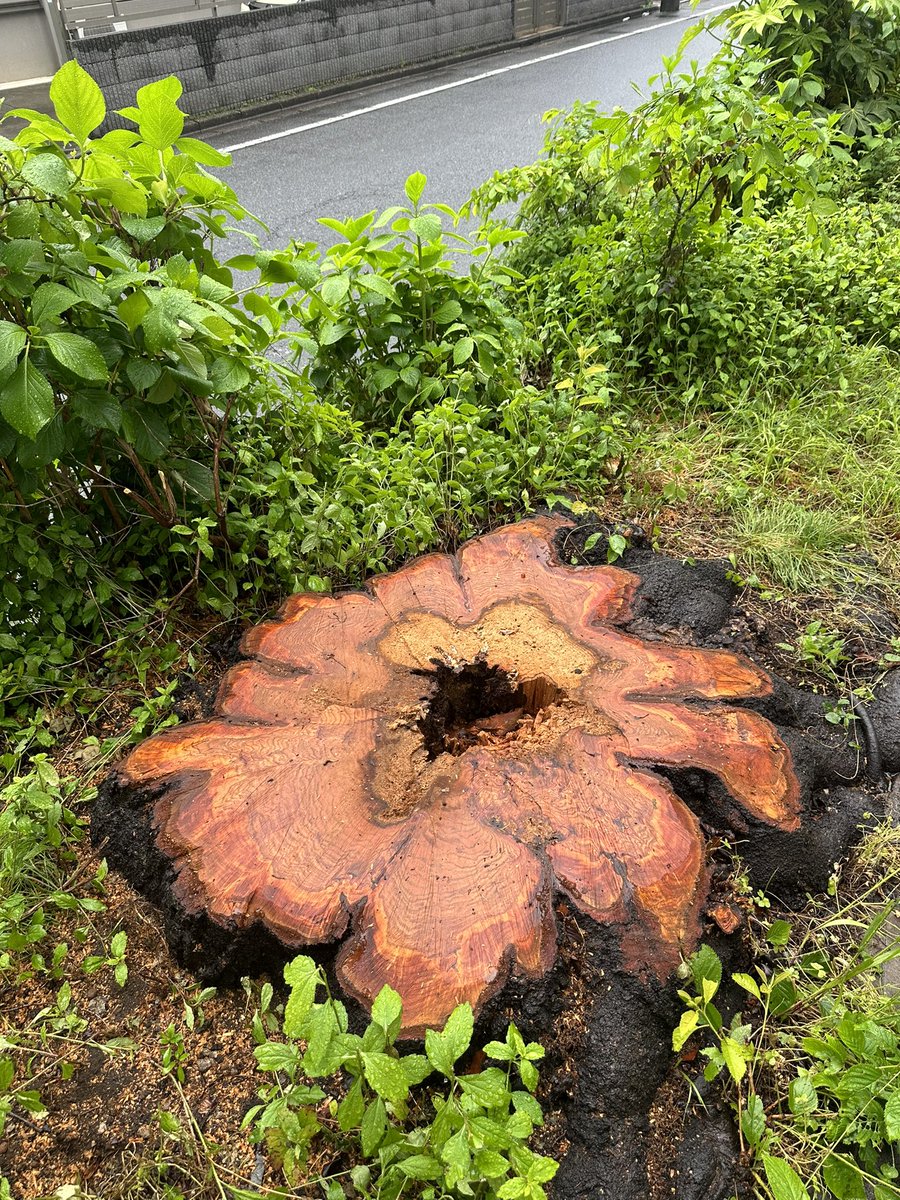 ni28_xp's tweet photo. 近くの桜はどんどん切られていってる　確かに中心が腐ってるねぇ https://t.co/jAsKrcIqnc