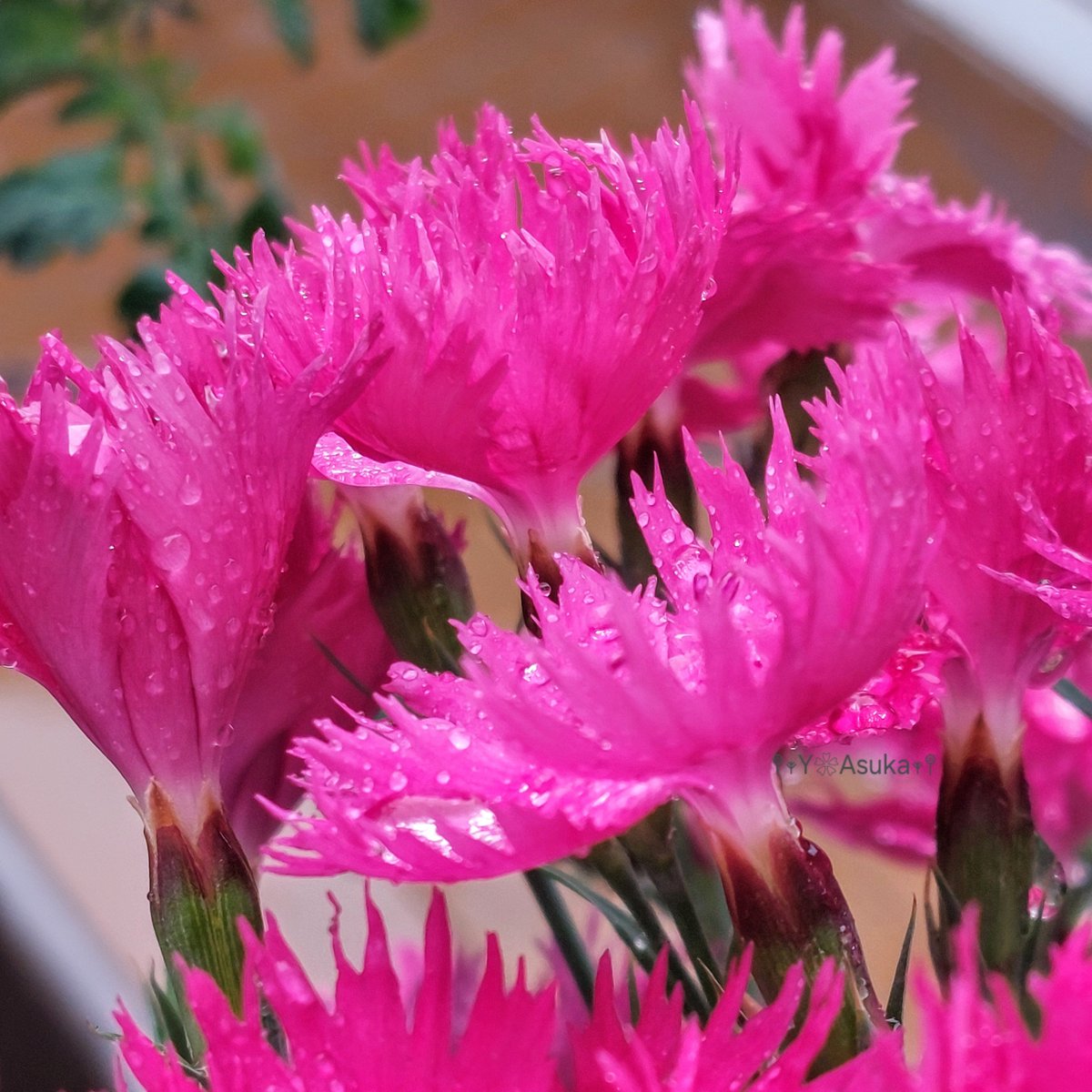 なでしこ様用(⁠人⁠*⁠´⁠∀⁠｀⁠)⁠。⁠*゜⁠+ 撫子