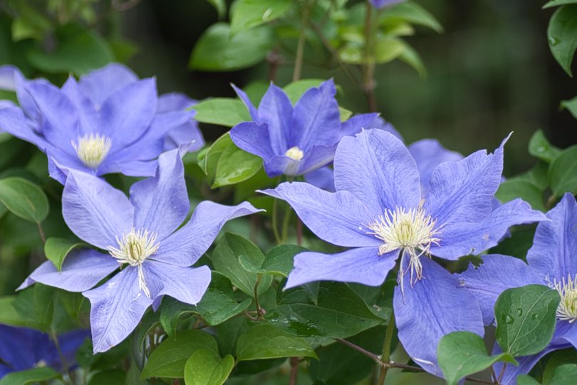 やはらかき朝の陰影クレマチス
#kigo #jhaiku #俳句 #写真俳句