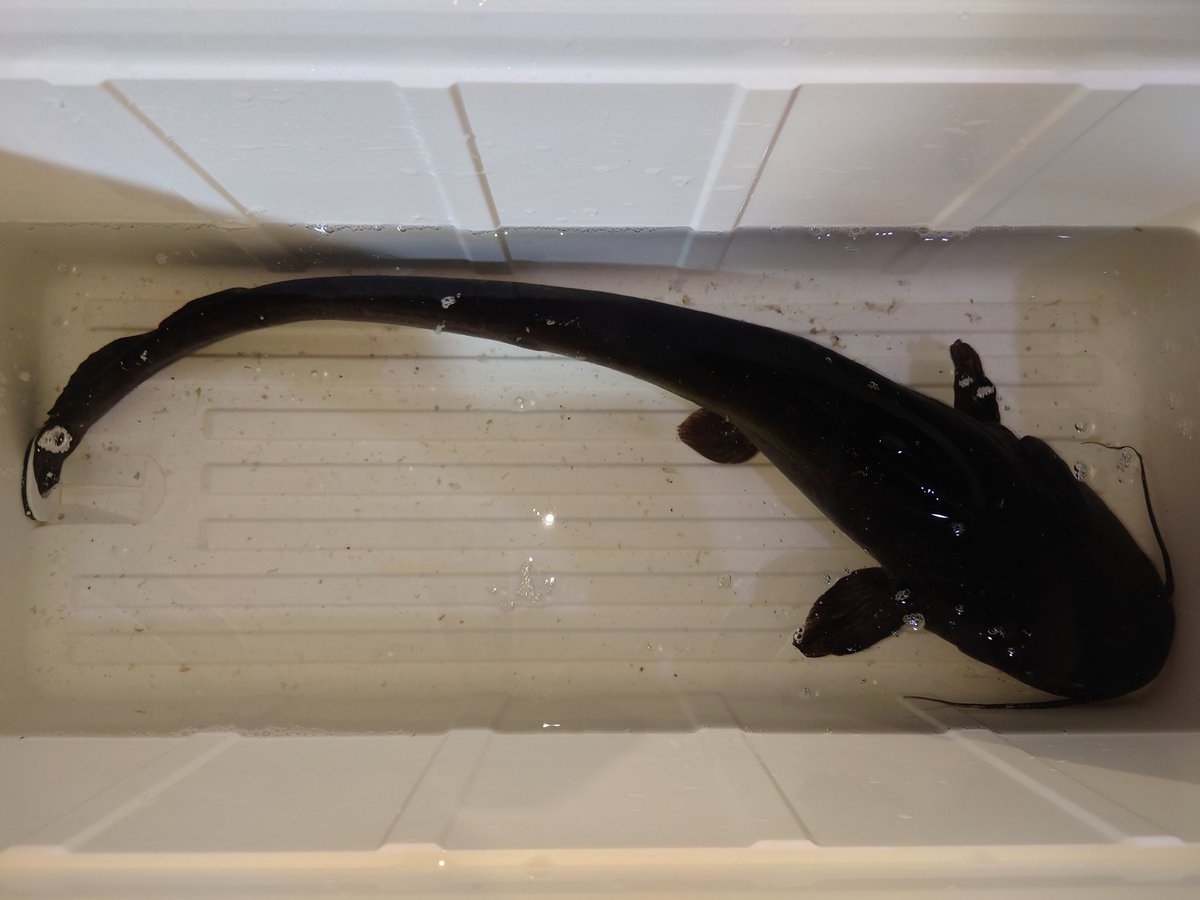 a_erumika's tweet photo. 初めてナマズ釣った。
約70cm。 https://t.co/MgA3t6olBO