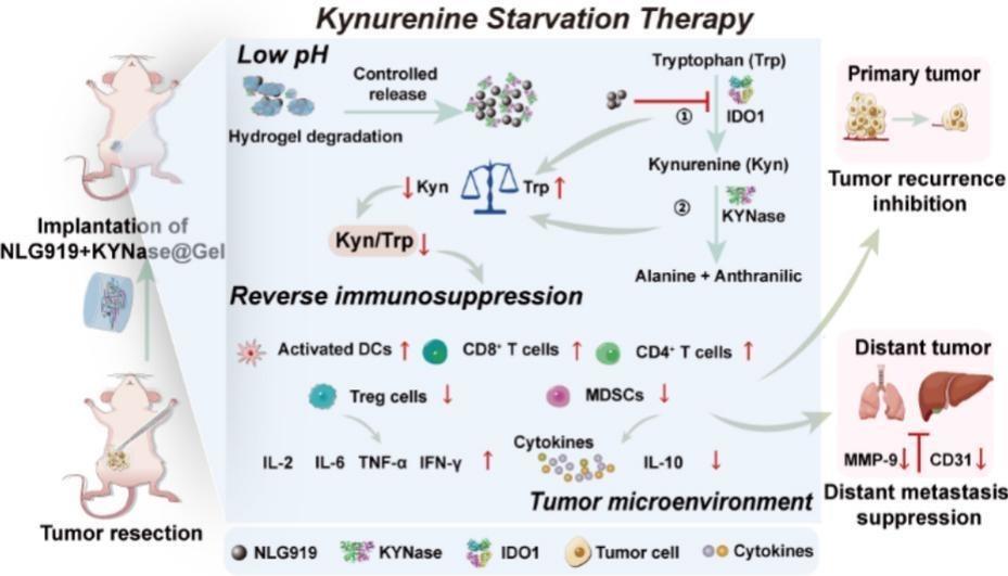 Reversing the immunosuppressive tumor microenvironment via “Kynurenine starvation therapy” for postsurgical triple-negative breast cancer treatment.
| Quanshun Li, Jilin Univ. |
[50 days' free access]
#hydrogel #postsurgical 
kwnsfk27.r.eu-west-1.awstrack.me/L0/https:%2F%2…