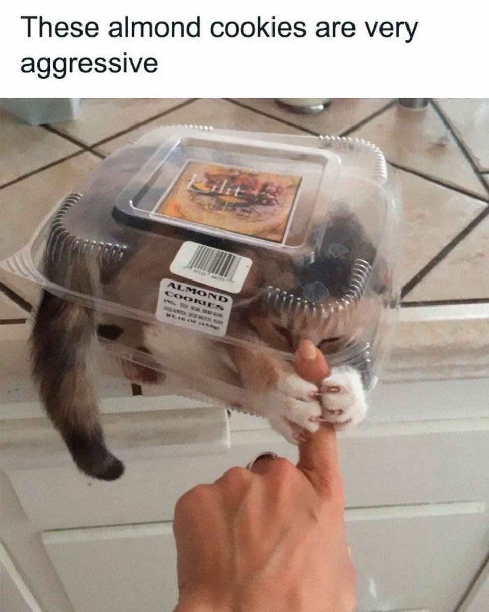 Punch Cat (@punchingcat) on Twitter photo 