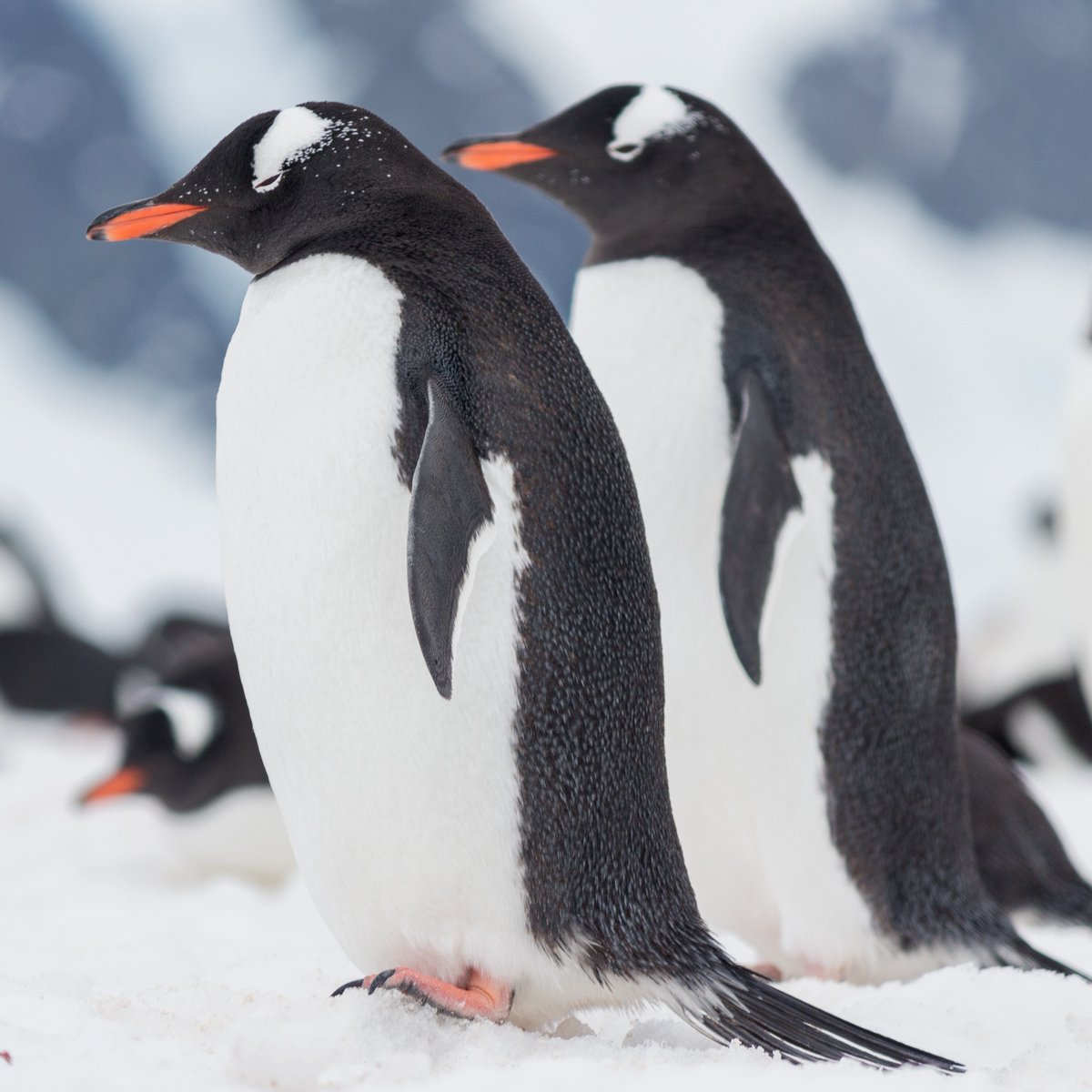 Pasadena Magazine tweet media