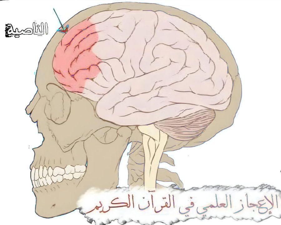 y1li9's tweet photo. أول مره في حياتي اسمع هذه المعلومه 
اكثر الس��ود لتغذية الناصية.
ما الناصية ولم هي كاذبة؟ 
المعلومه رائعة سبحان الله العدا شظيم !! 
للشيخ/عبدالمجيد الزنداني
في كتابه (وغداً عصر الإيمان) 
 يقول :
كنت أقرأ دائما قول الله تعالى (كلا لئن لم ينته لنسفعاً بالناصية ناصية كاذبة خاطئة)

بسردلكم الباقي أسفل التغريدة 
فضلها فضلا وتابع معي 🤍👇